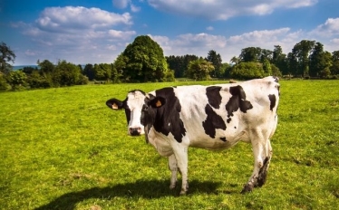 Сколько весит корова живым весом | Средний вес дойной коровы